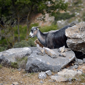 Chèvre grise au milieu des rochers - Crète  - collection de photos clin d'oeil, catégorie animaux